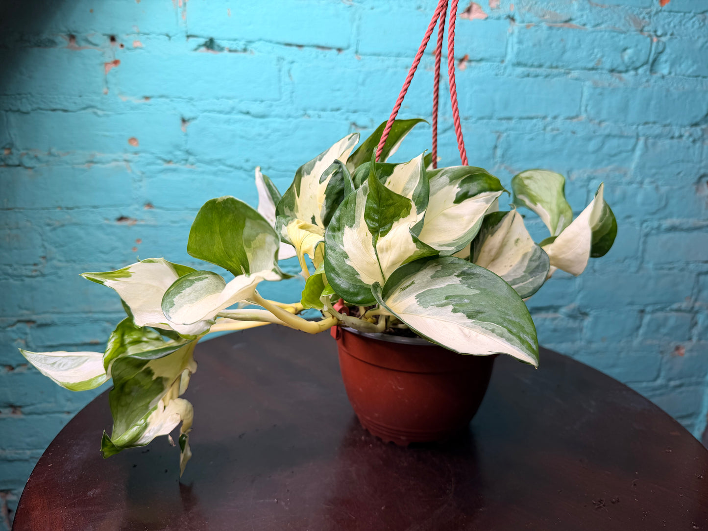 Pothos Ivory Night 6” Basket