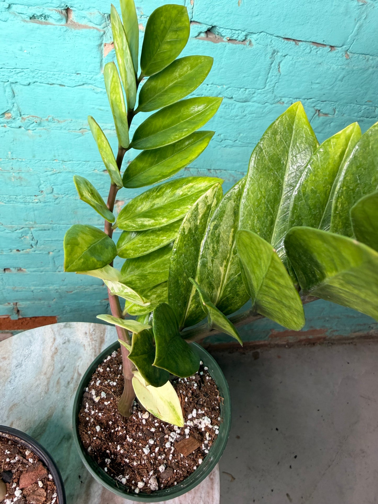ZZ Plant Albo Variegated