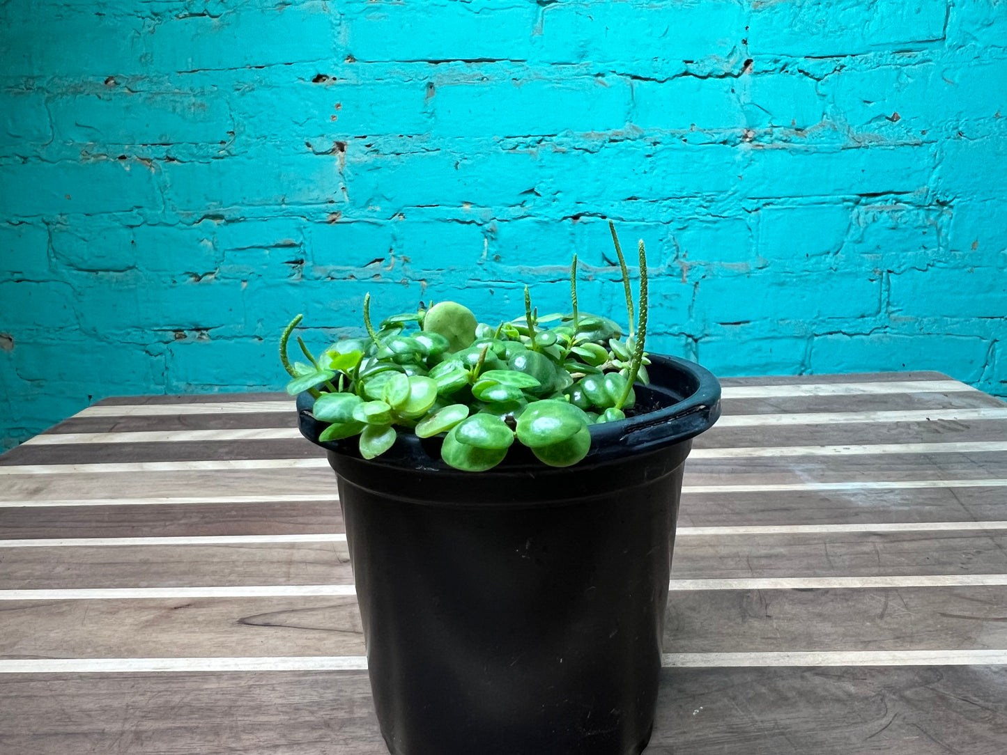 String of turtles 4”