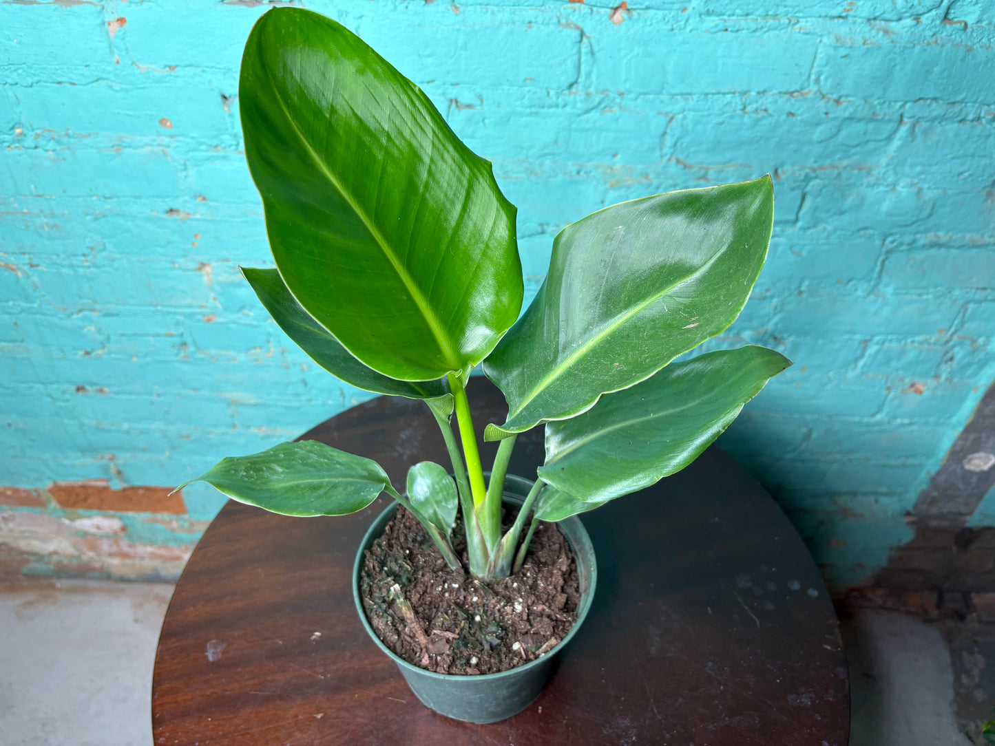 Bird of Paradise White 6”