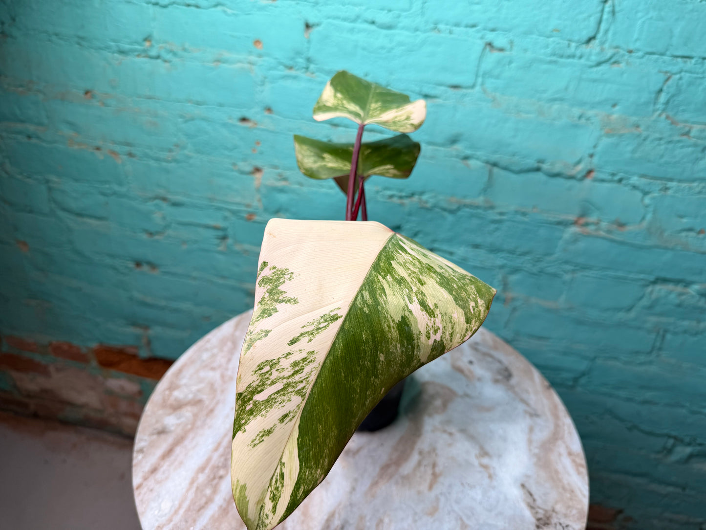Philodendron-Strawberry Milkshake 4”