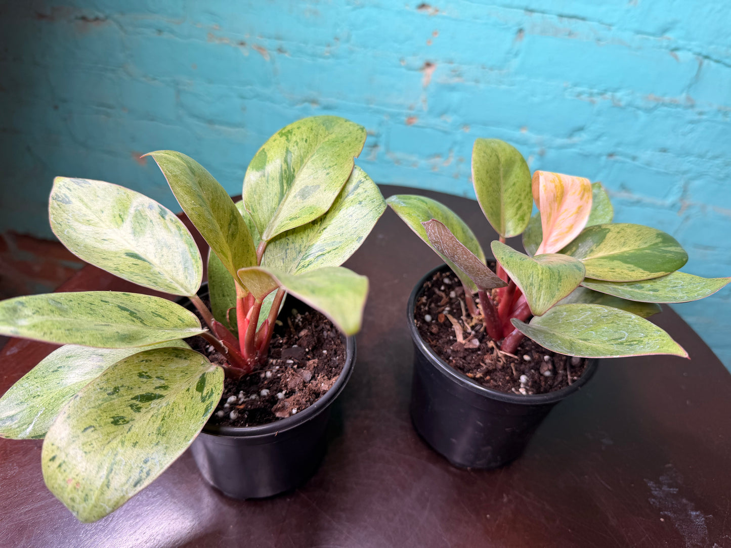 Philodendron ‘Congo Mint Marble’ 4”