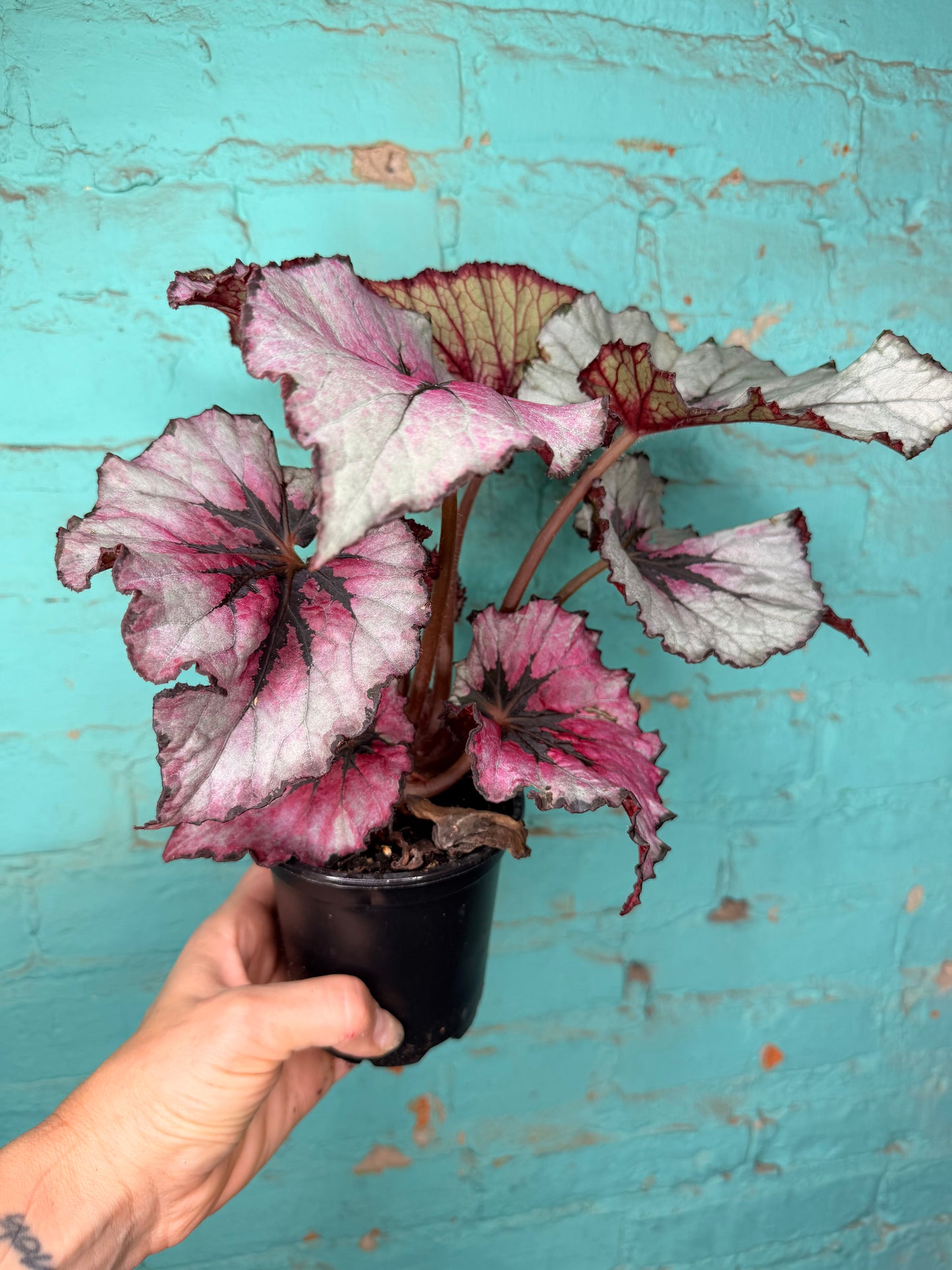 Begonia Rex 4”