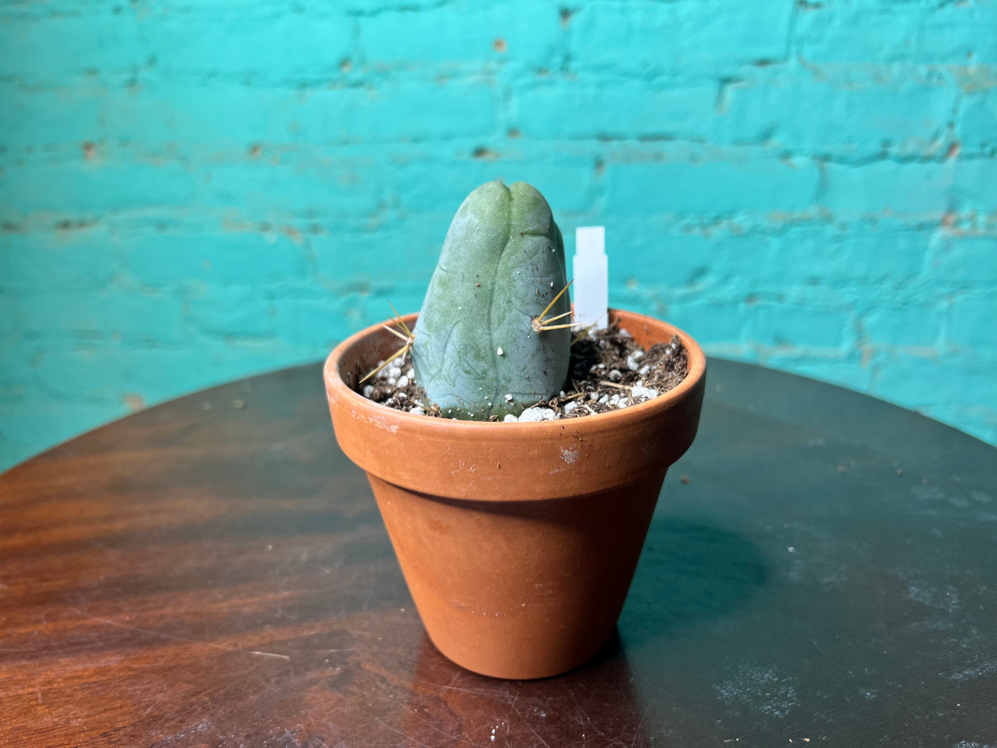 Penis Cactus 4”