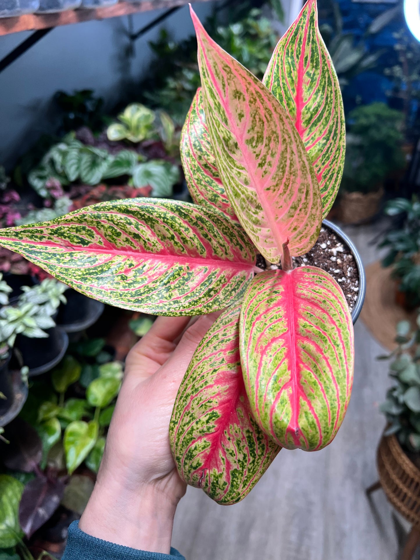 Aglaonema Red Panama 4”