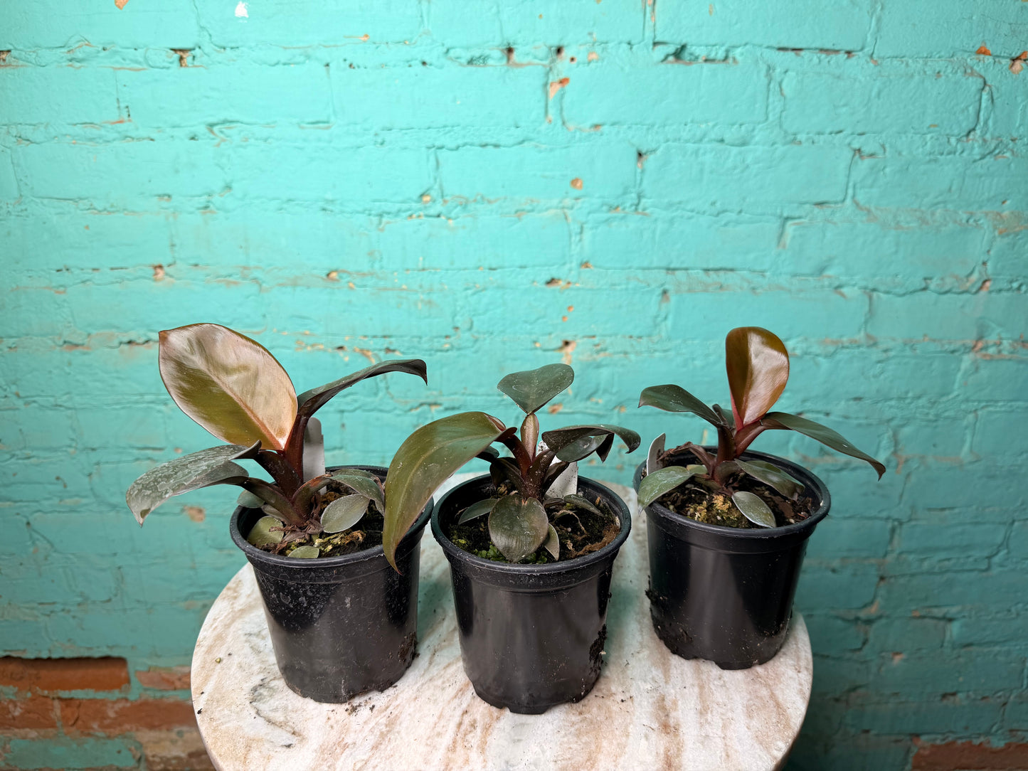 Philodendron Black Cardinal 4”