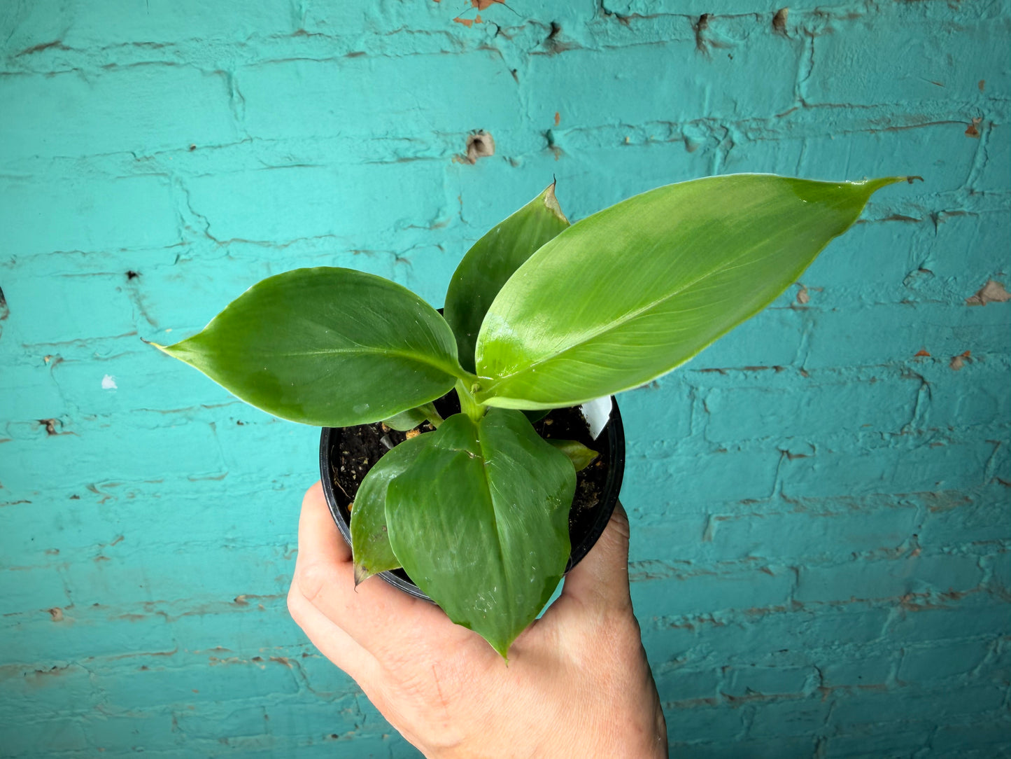 Musa Tropicana  4”
