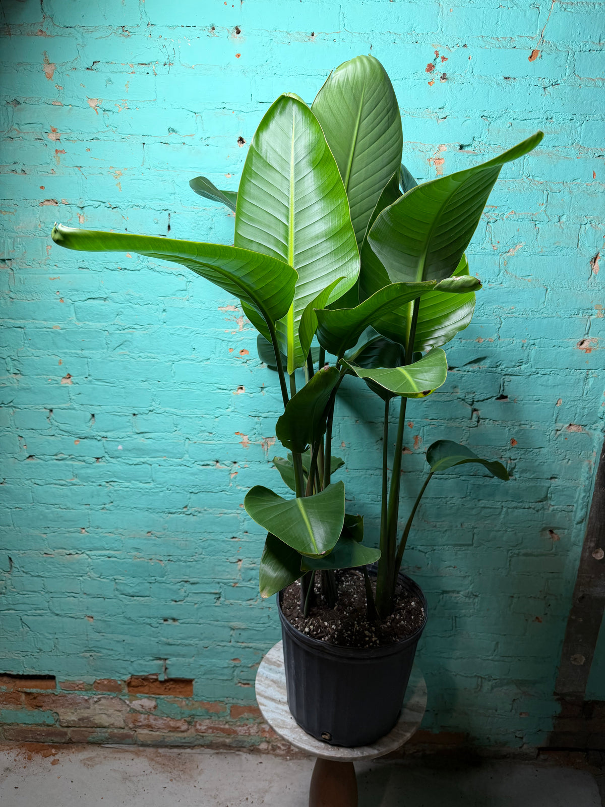 Bird of Paradise White 10 39”-42”
