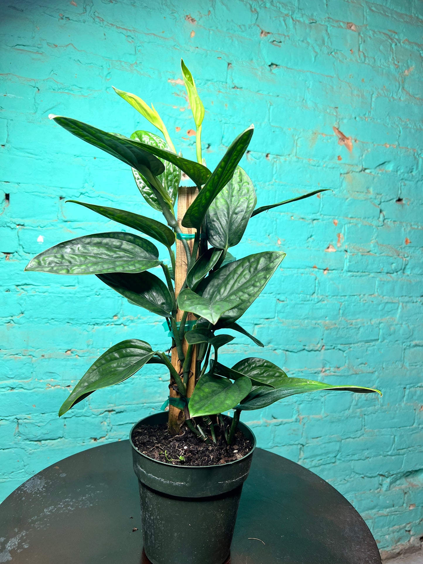 Monstera Peru 6” Totem