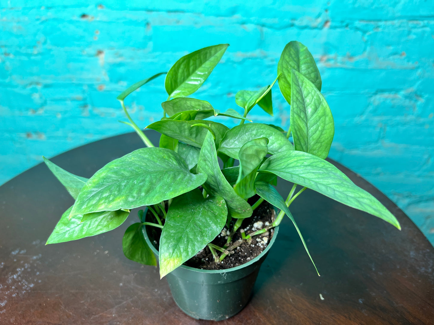 Cebu Blue Pothos 4”