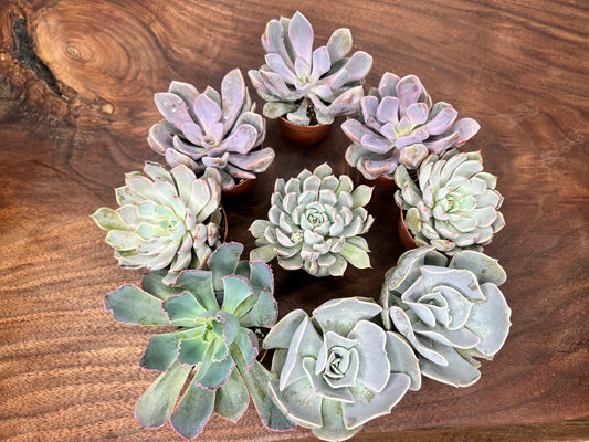 Echeveria (each)