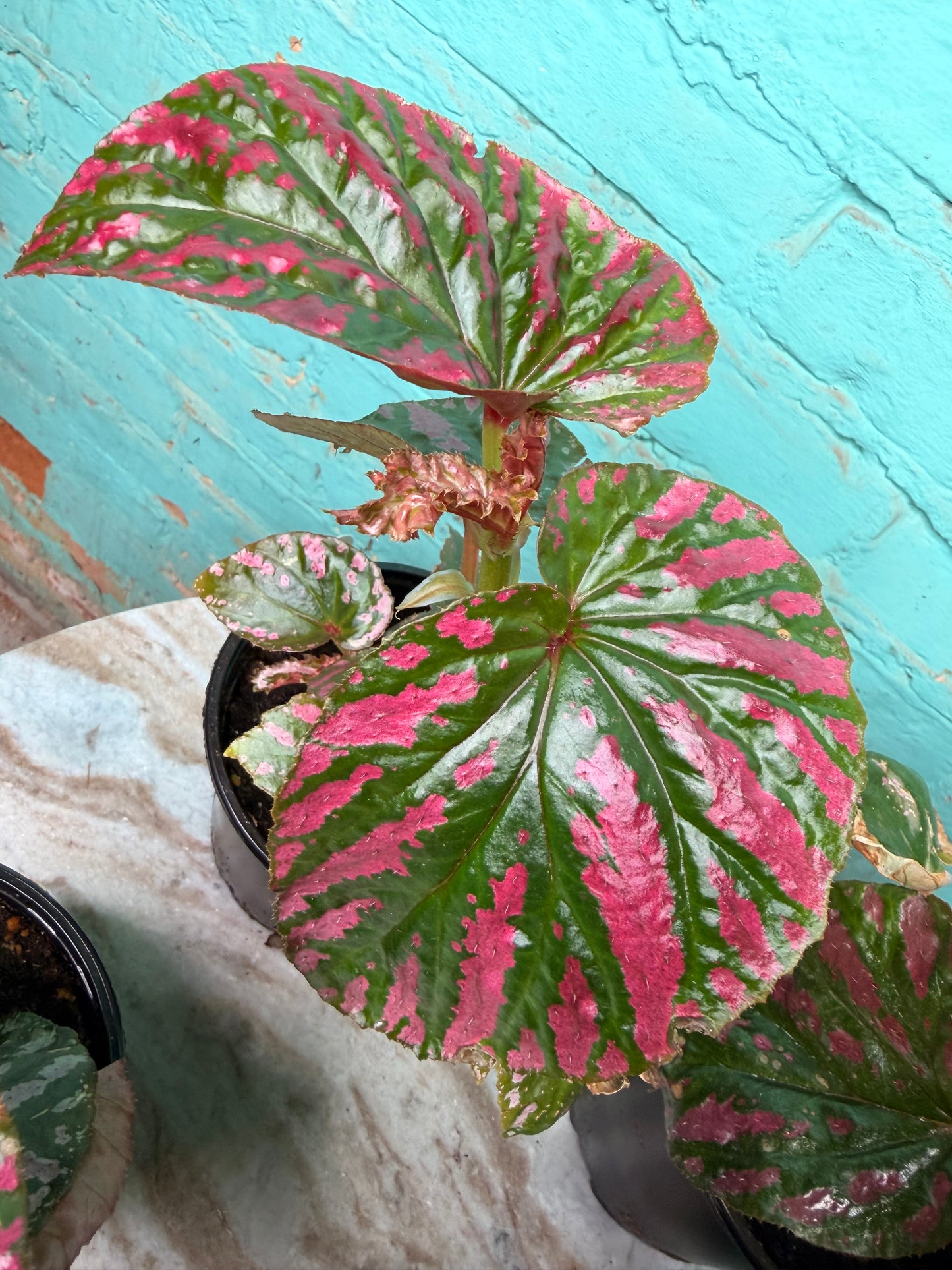 Begonia Rex “Brev Exotica”