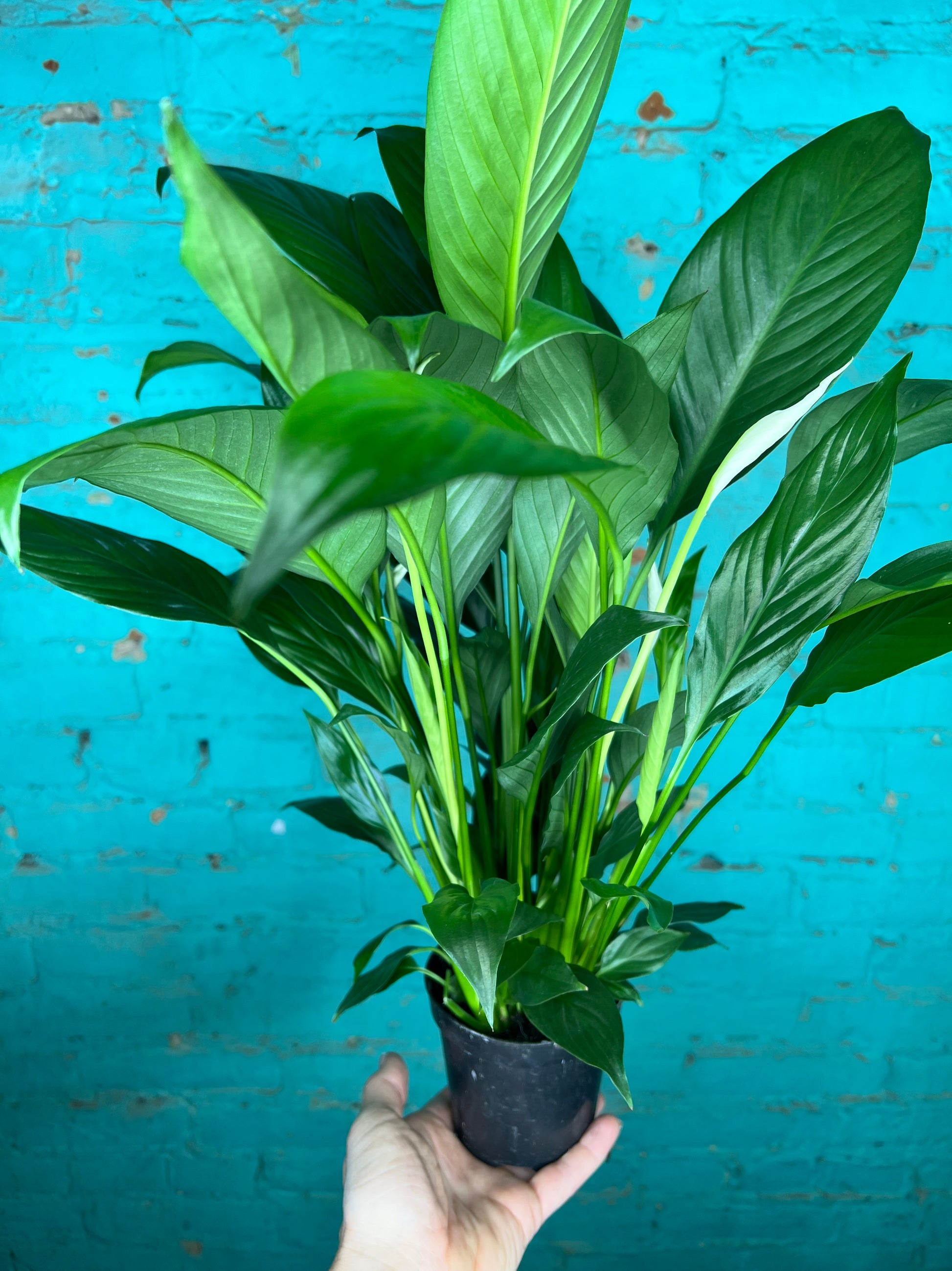 4 inch peace lily Peace Lily 4” – The Rooted Plant Shop