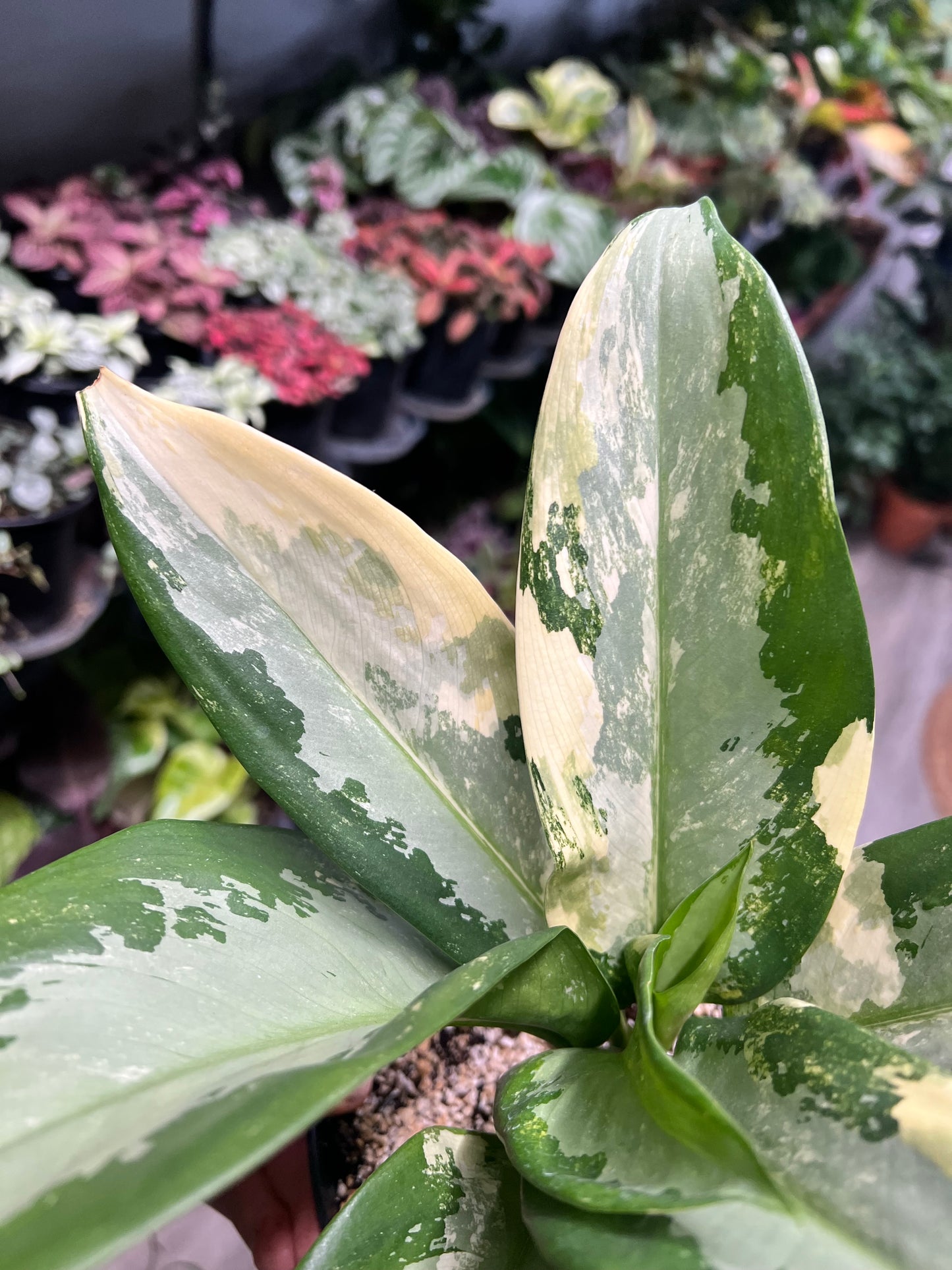 Aglaonema Airport Variegated 6”