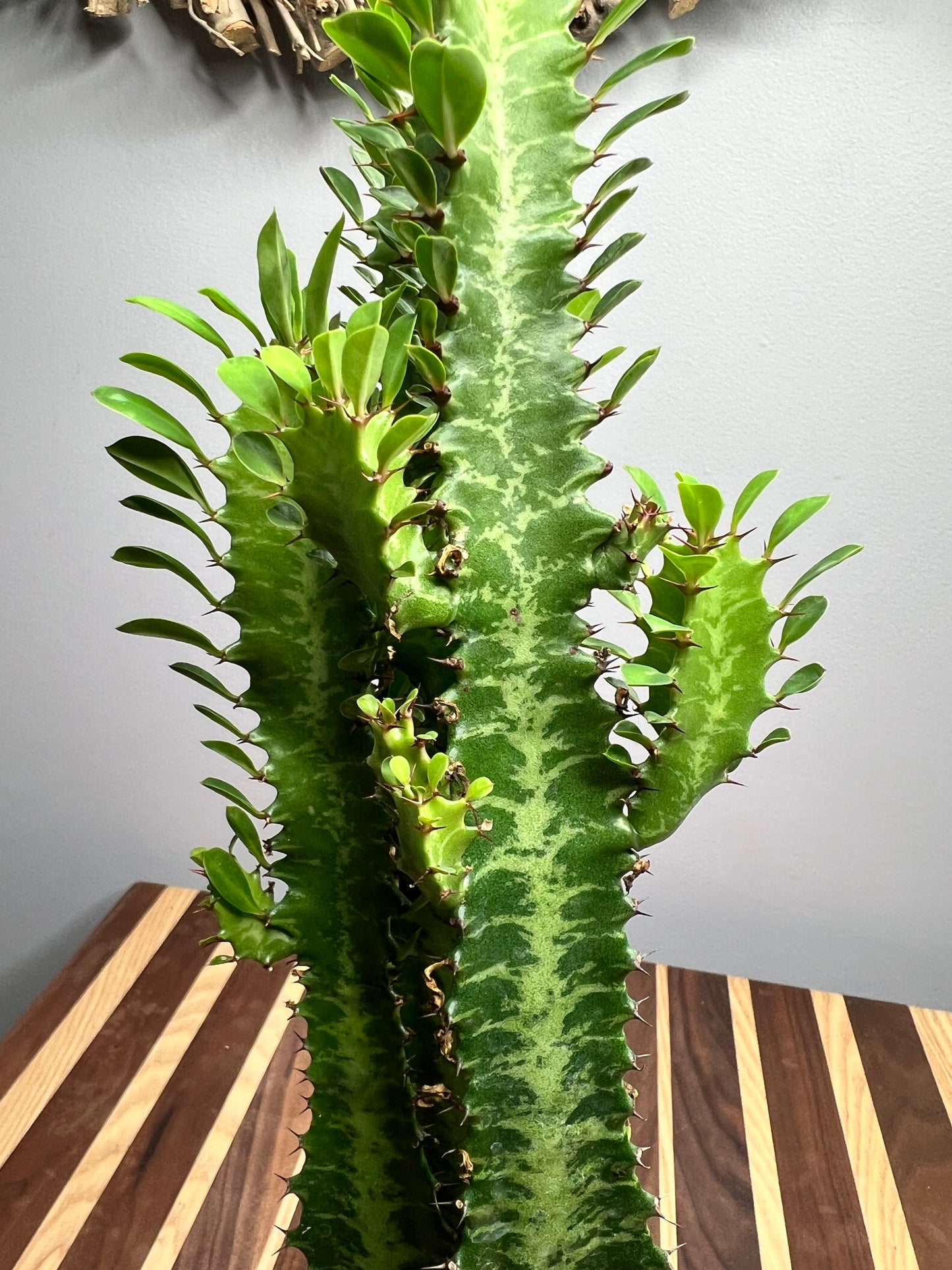 Euphorbia Trigonia green 4”