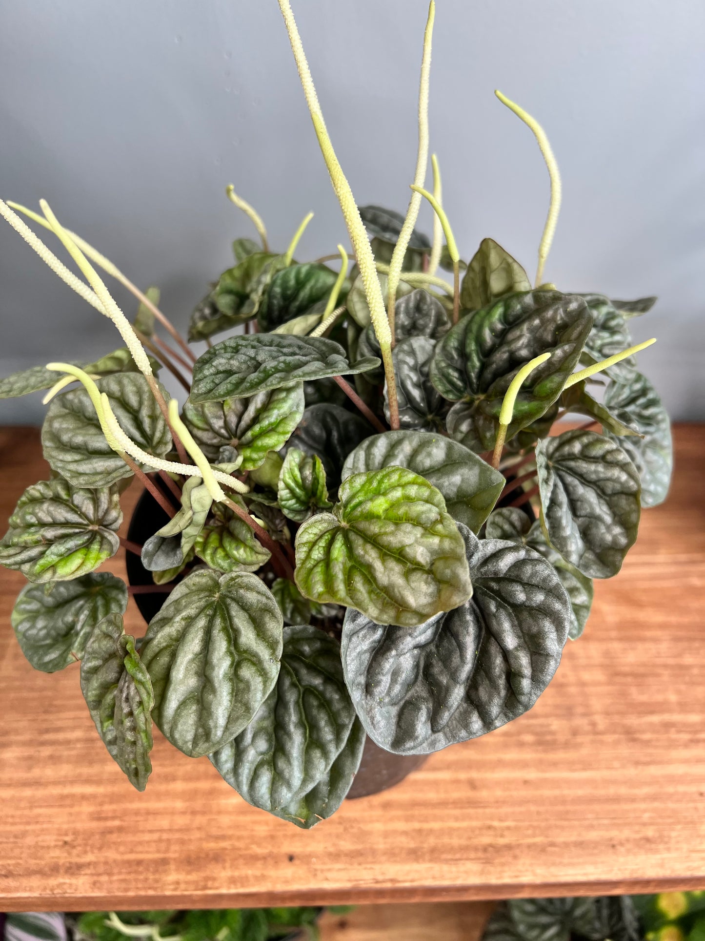 Peperomia Rippes 6”