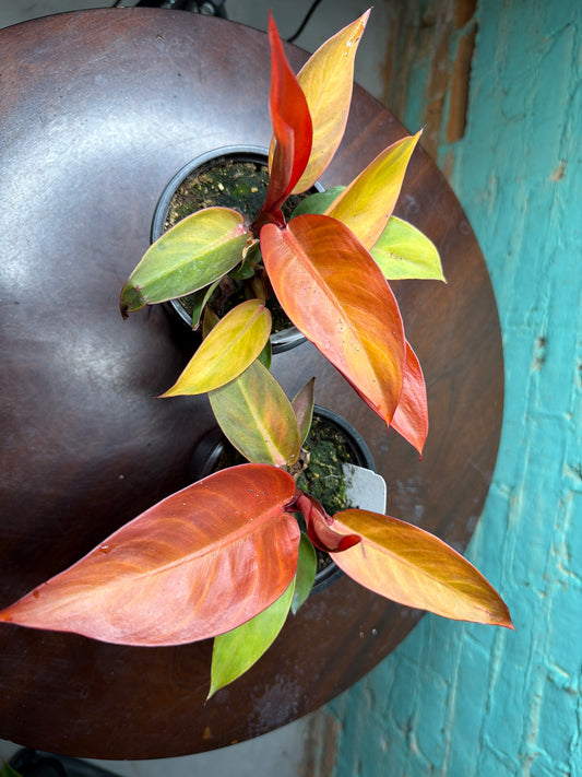 Philodendron- Red Sun