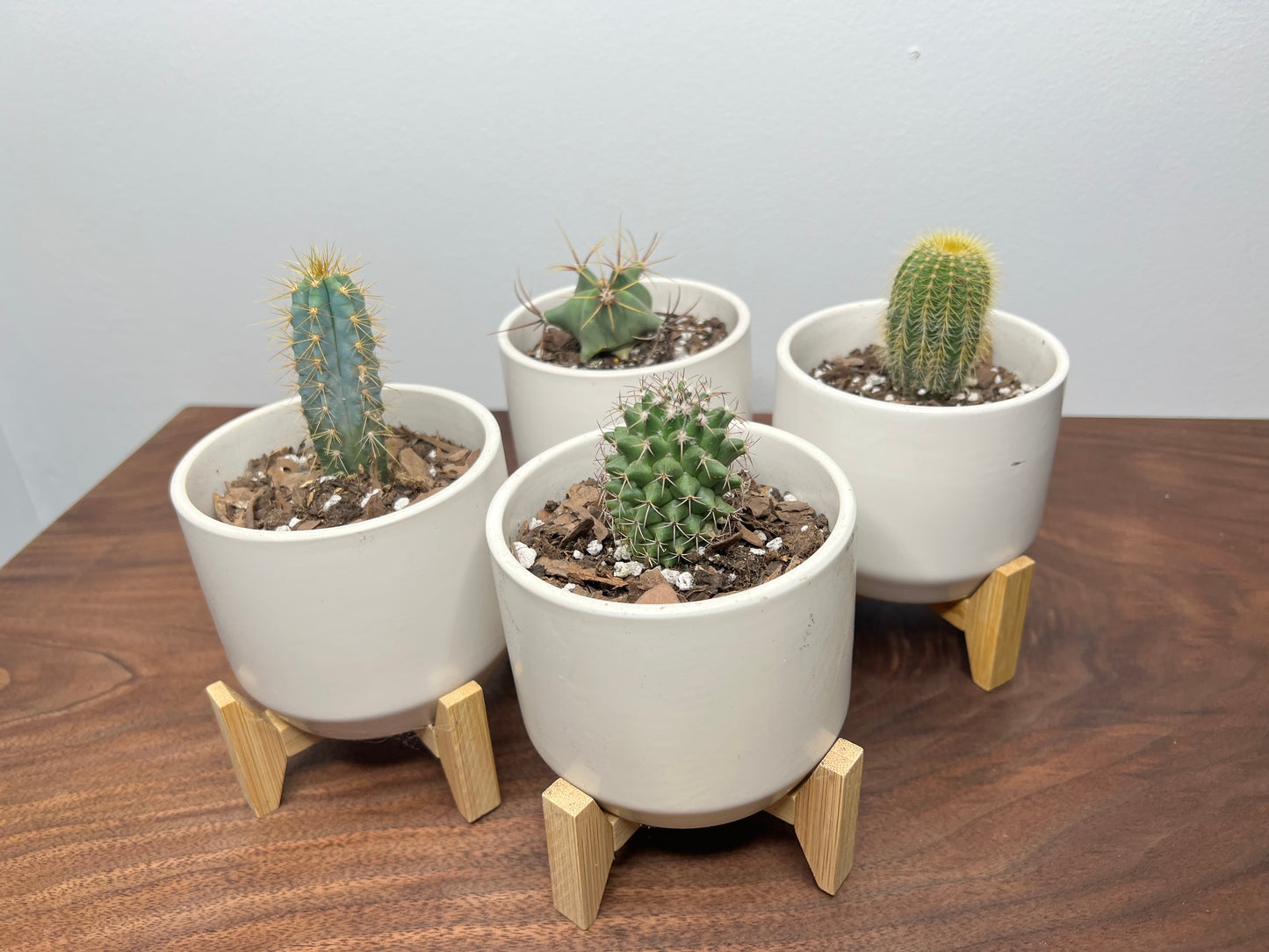 Cactus & standing pot 4”