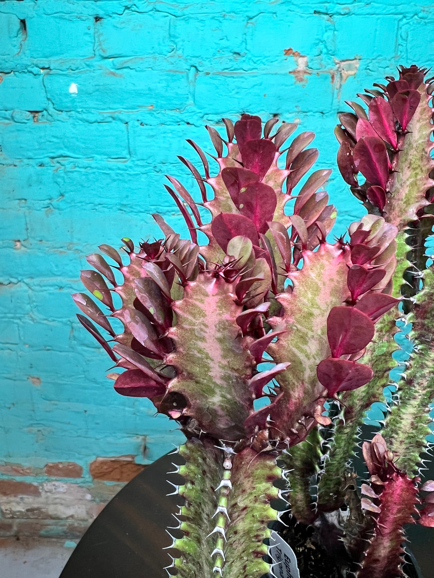 Euphorbia Trigonia Red 4”