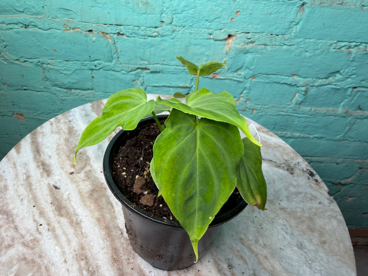 Philodendron Verrucosum  4”