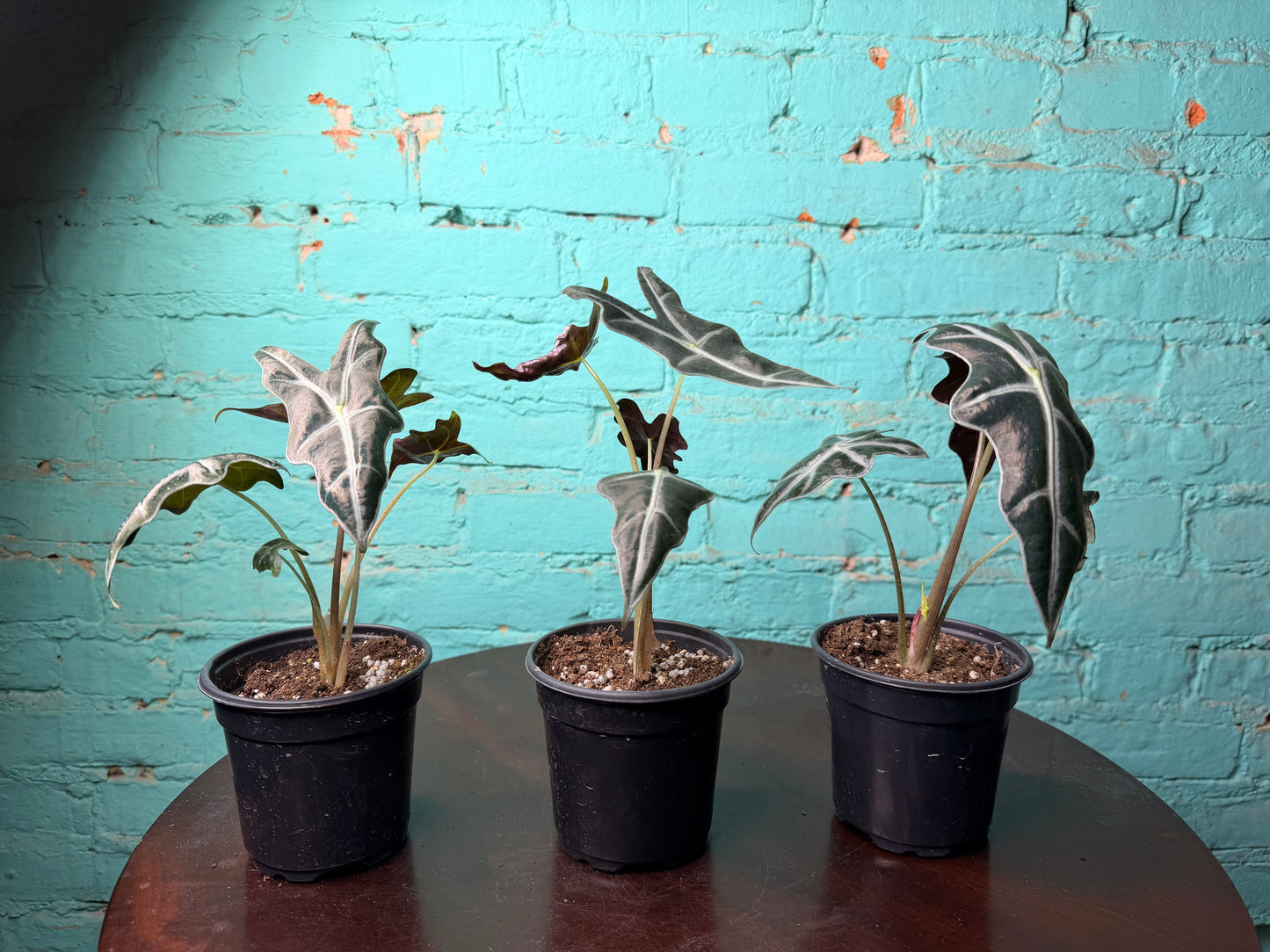 Alocasia Nobilis 4”