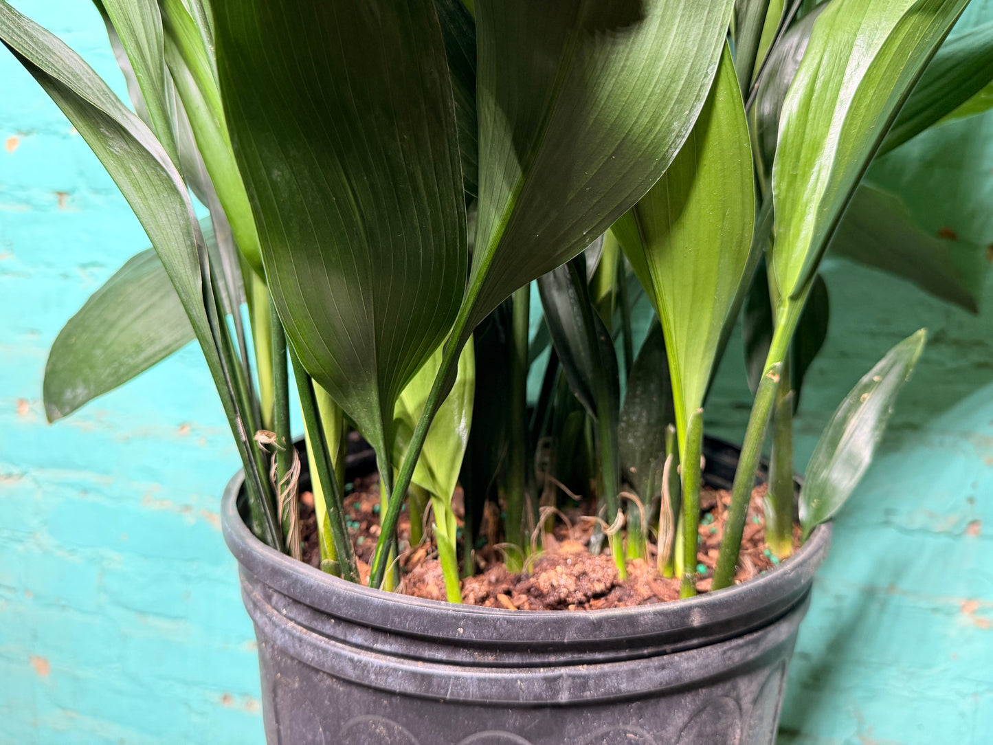 Cast Iron Plant 10”