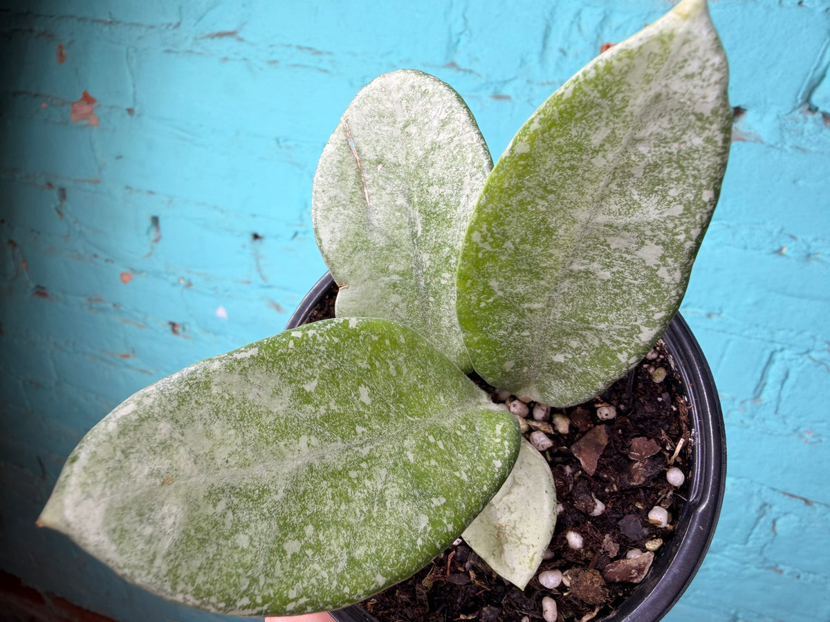 Hoya Nova Ghost 4”