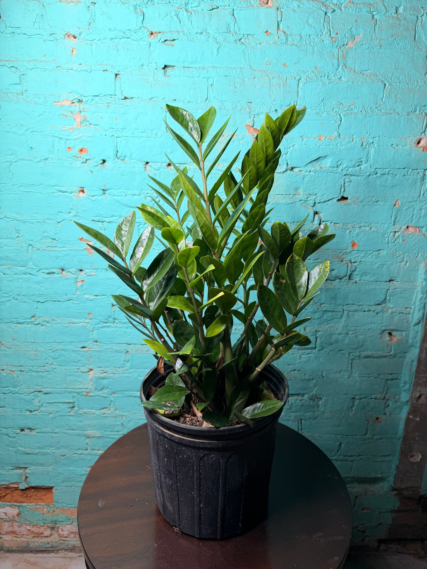 ZZ plant 10”