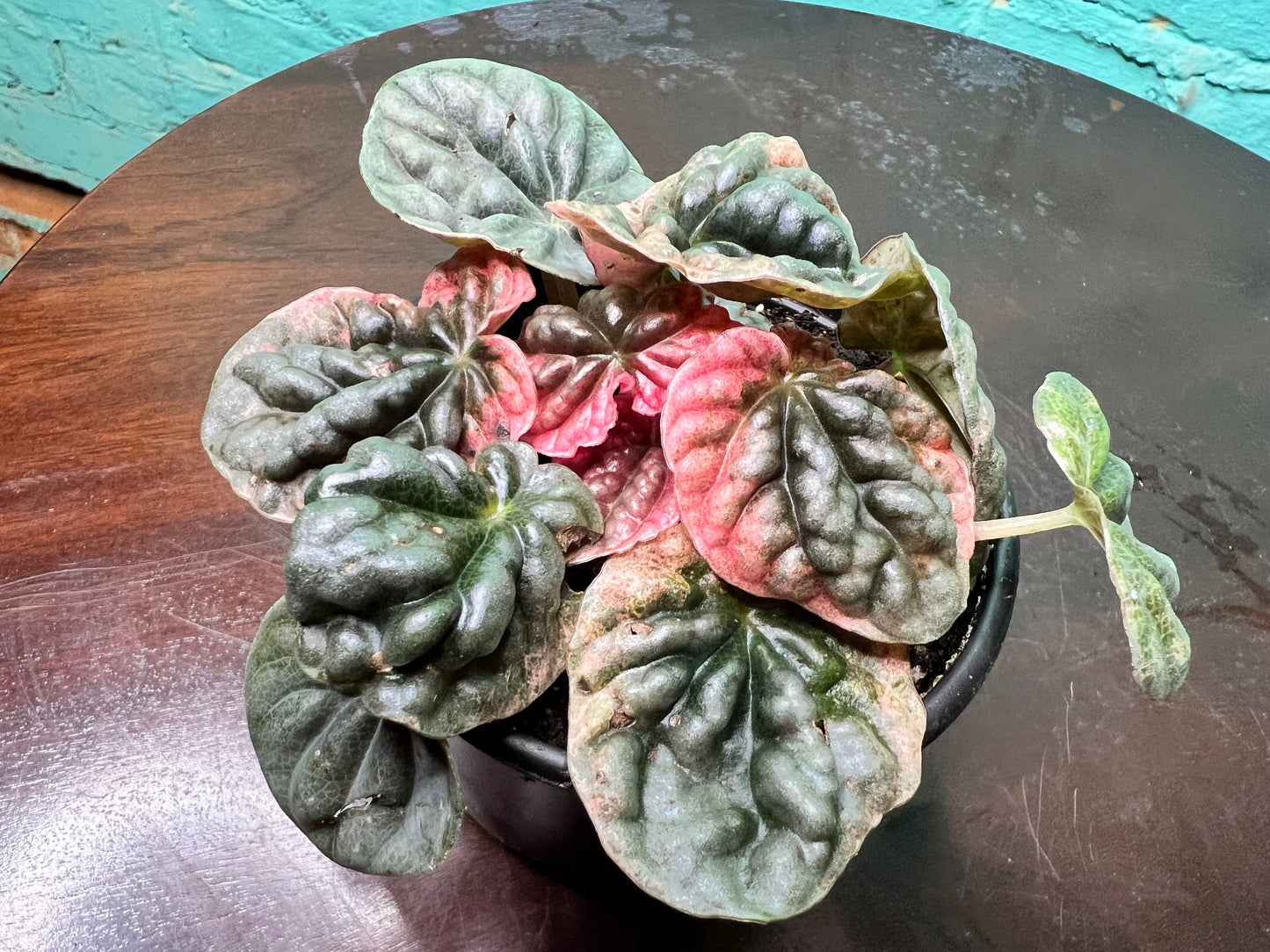 Peperomia Abicos 4”
