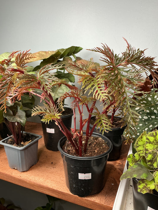 Begonia Fern Leaf