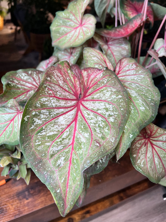 Caladiums Xplosion 4”