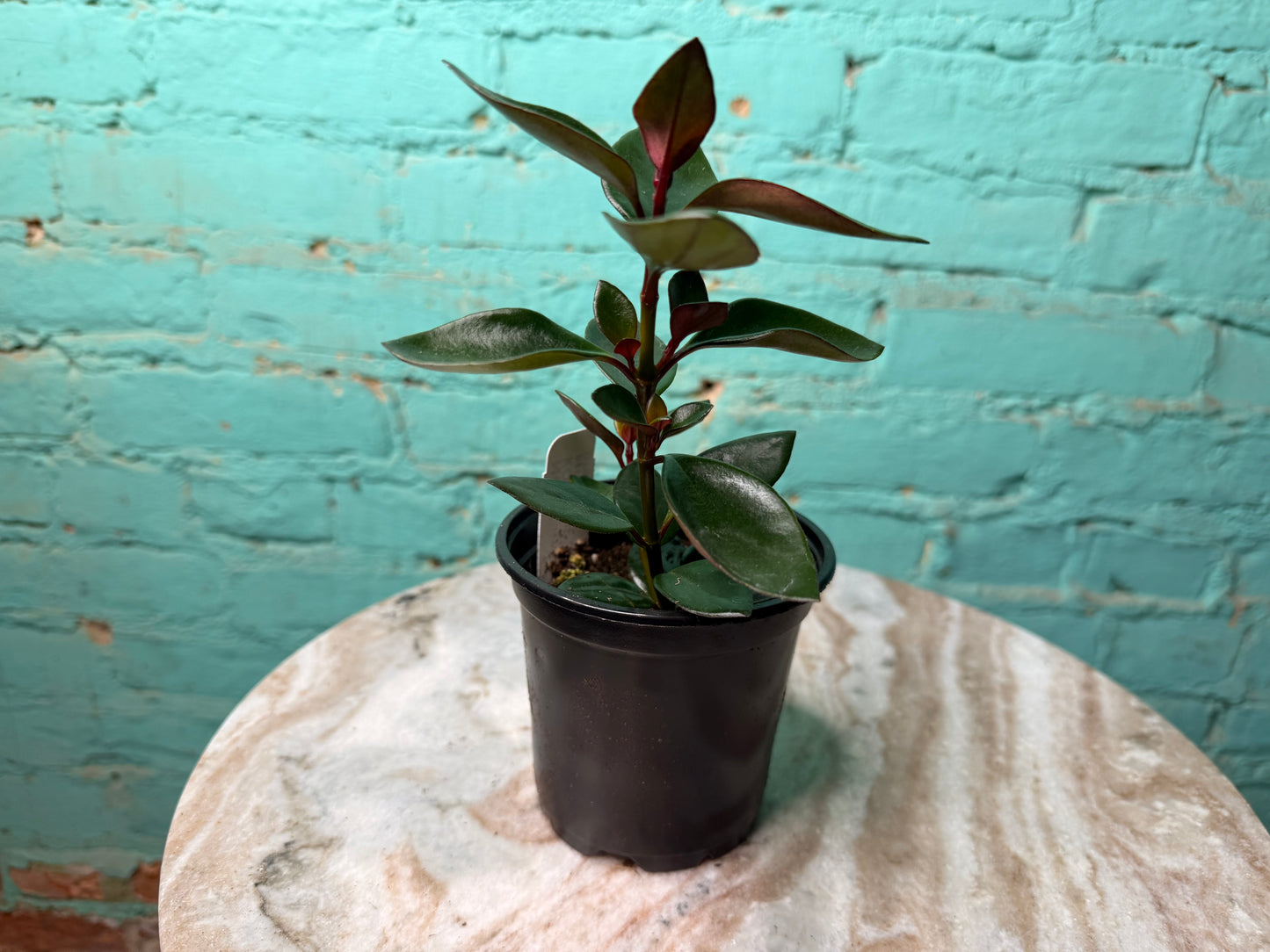 Nematanthus ‘Goldfish Plant’ Koi Red 4”