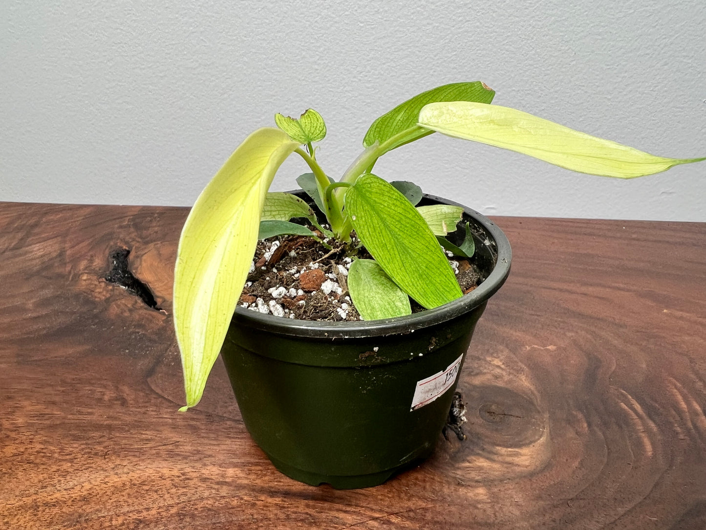 Philodendron- Florida Ghost 2”