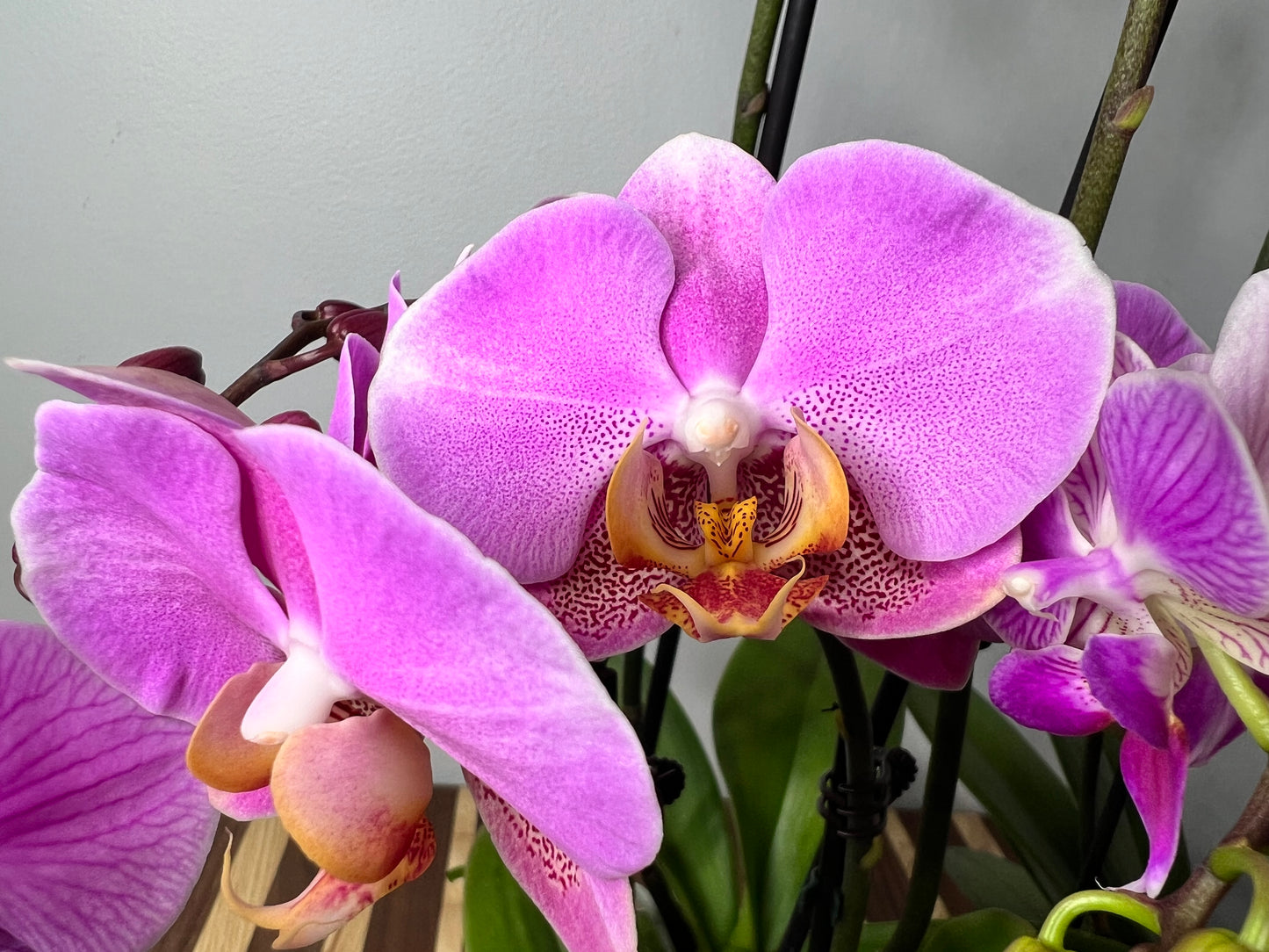 Orchid Moth Double stem (mini)