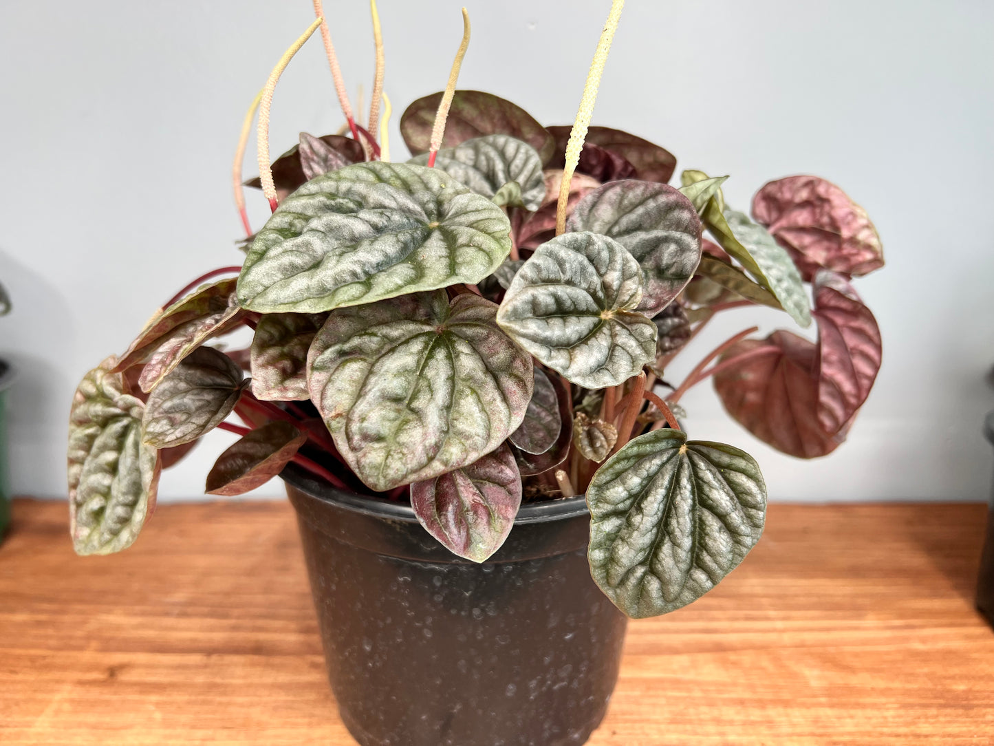 Peperomia Rippes 6”