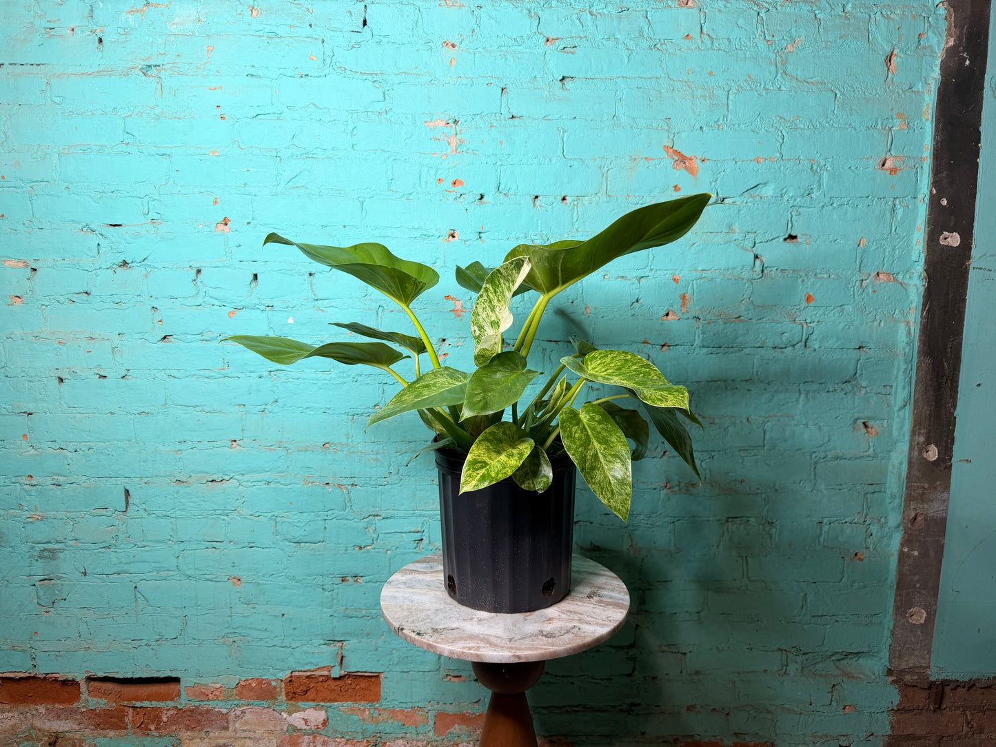 Philodendron Giganteum Blizzard 10”