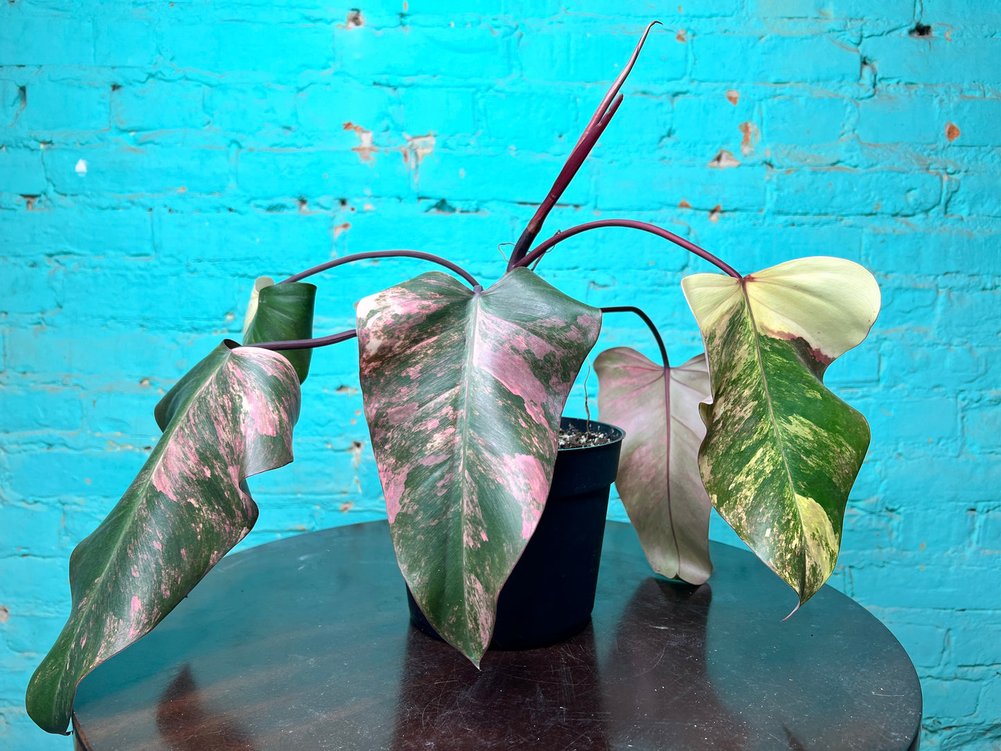 Philodendron-Strawberry Milkshake 6”