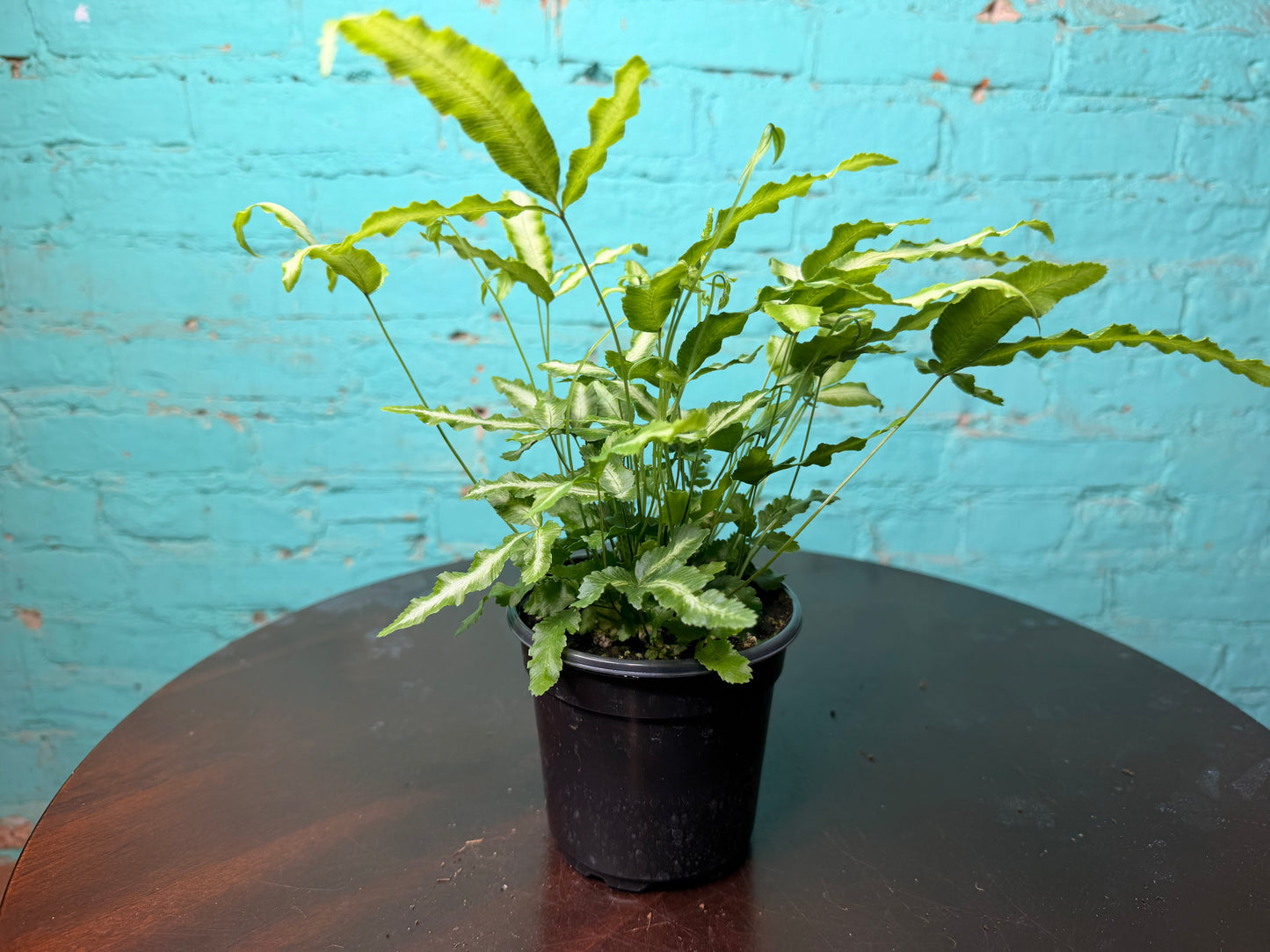 Silver Ribbon Fern