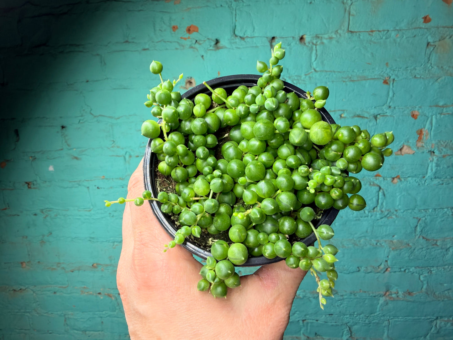 String of Pearls 4”