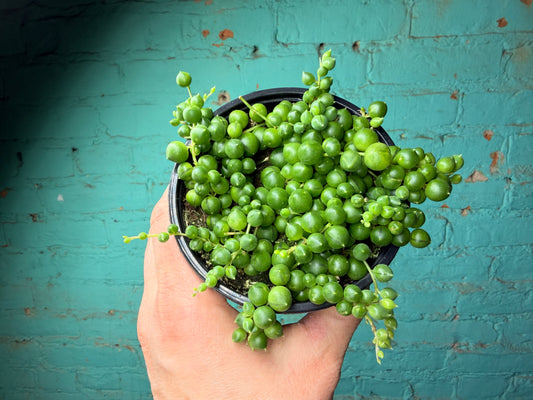 String of Pearls 4”