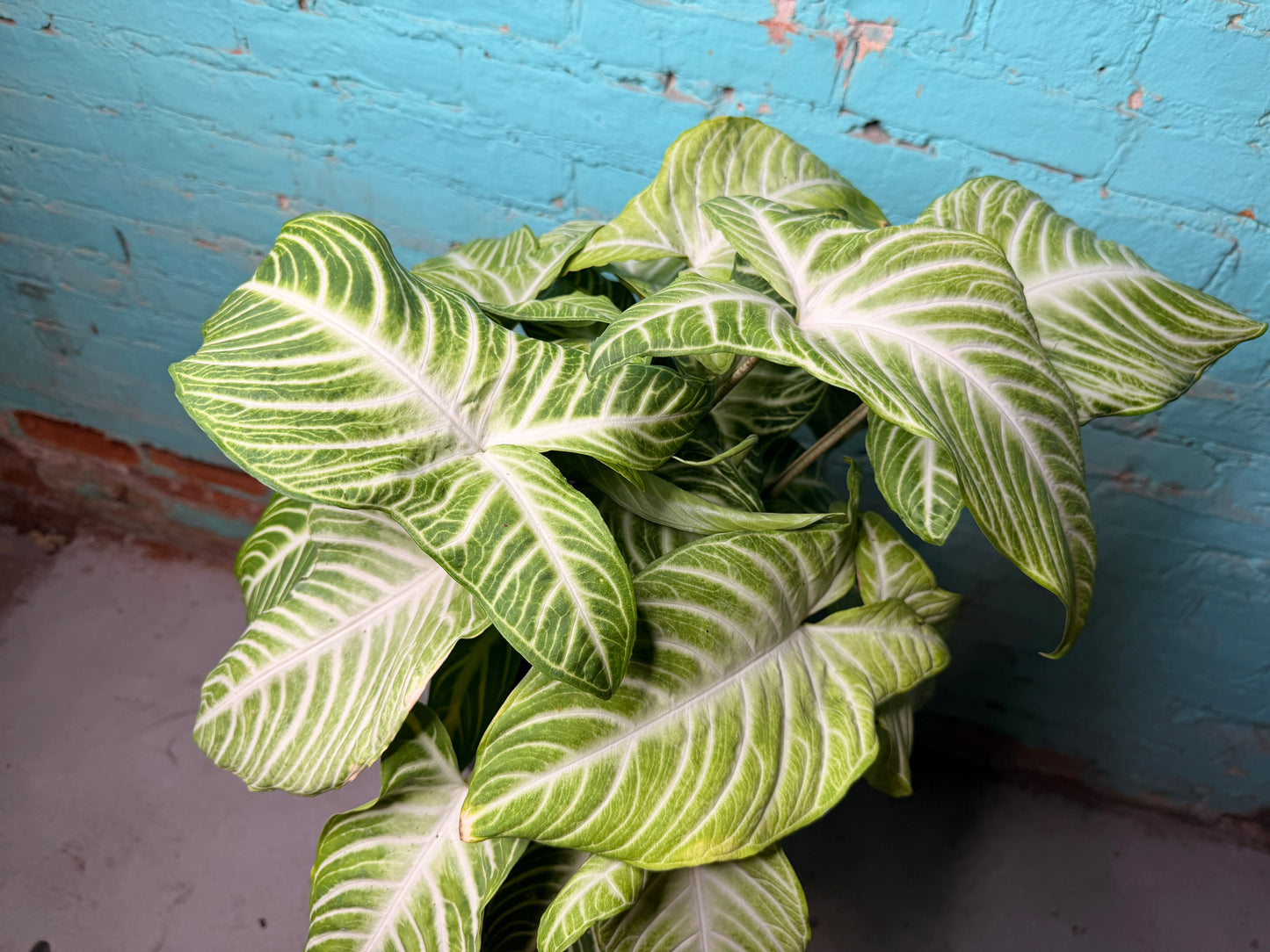 Xanthosoma Lendenii ‘Caladium Lindenii’ 10”