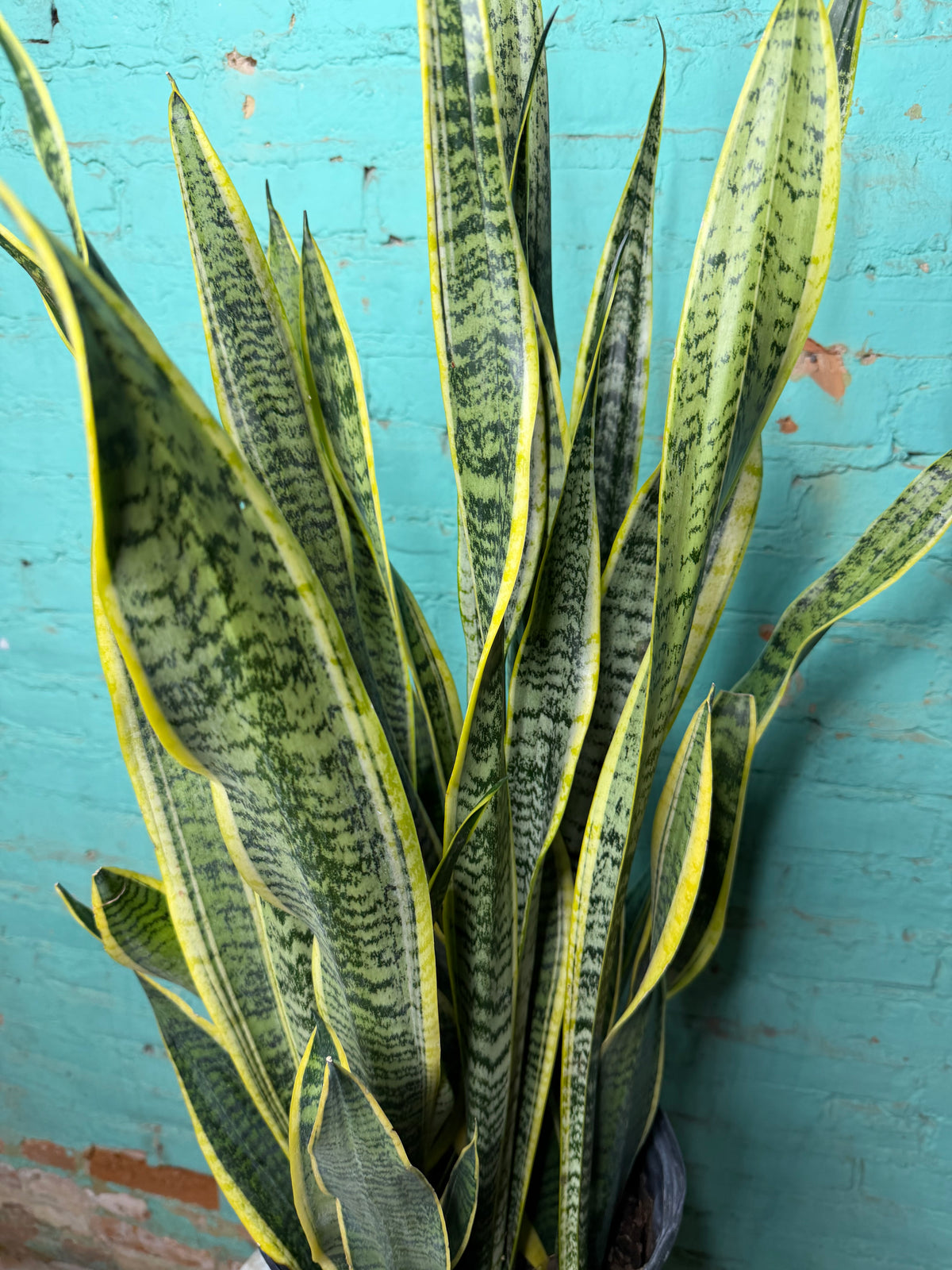 Snake plant ‘Laurentin’ 10” (39” Tall)