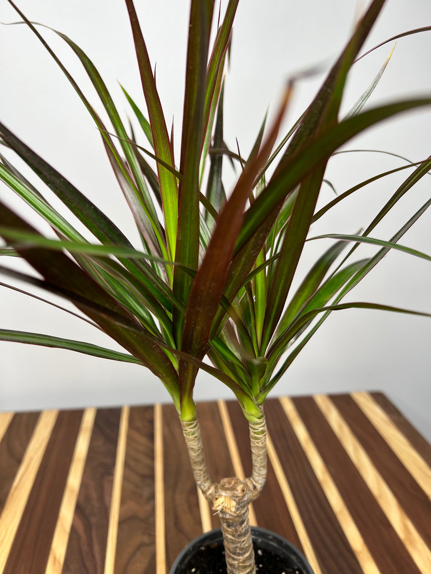 Dracaena 4”