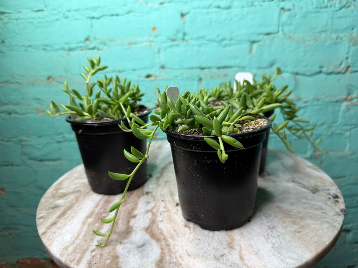 String of Bananas 4”