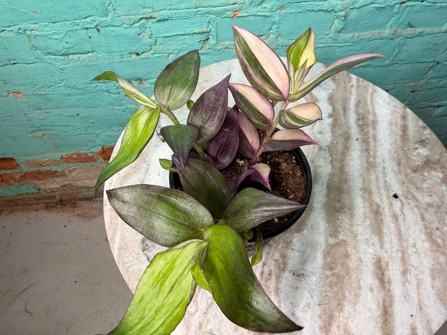 Tradescantia M Tricolor