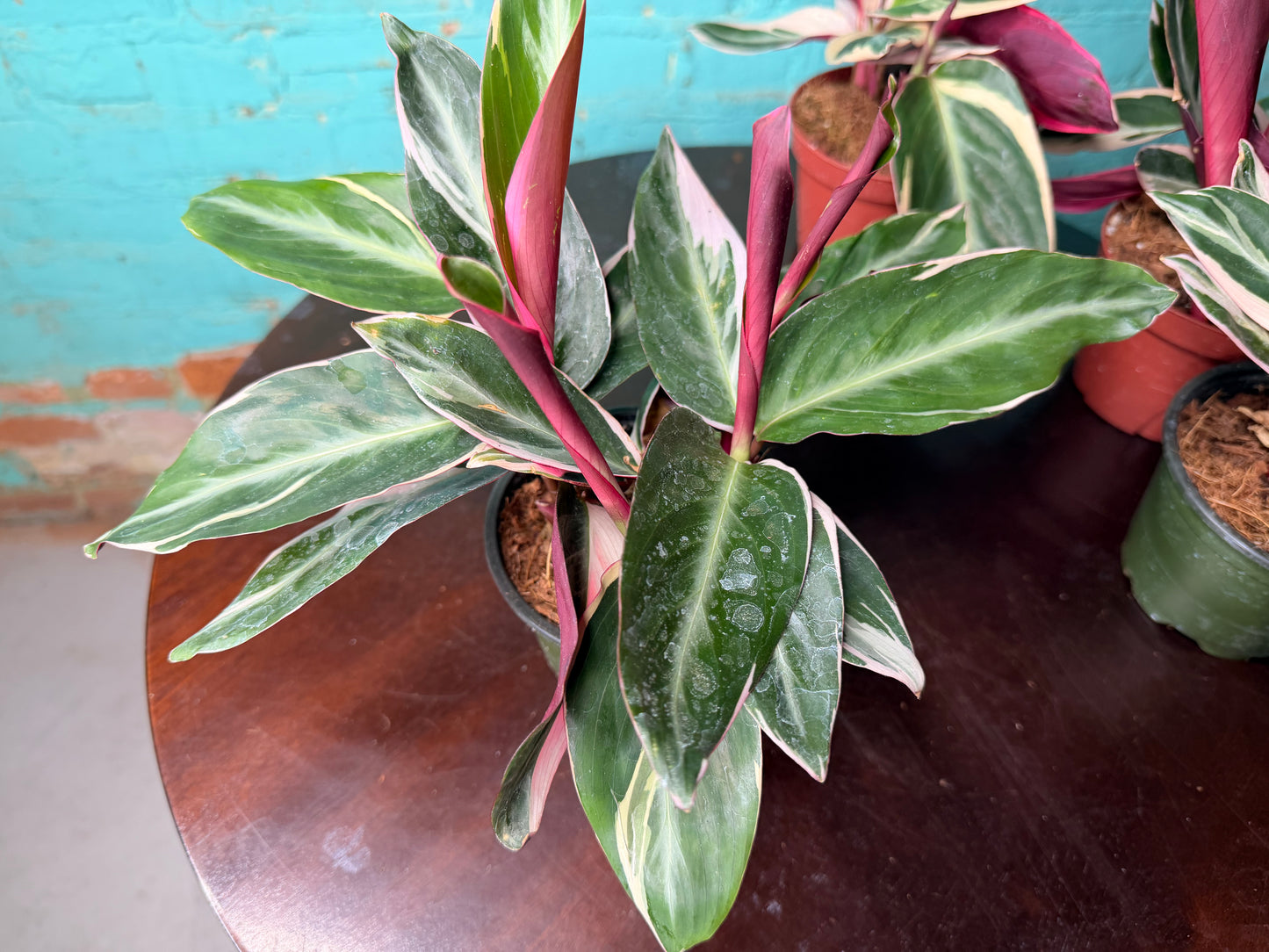 Stromanthe Trio Star 4”