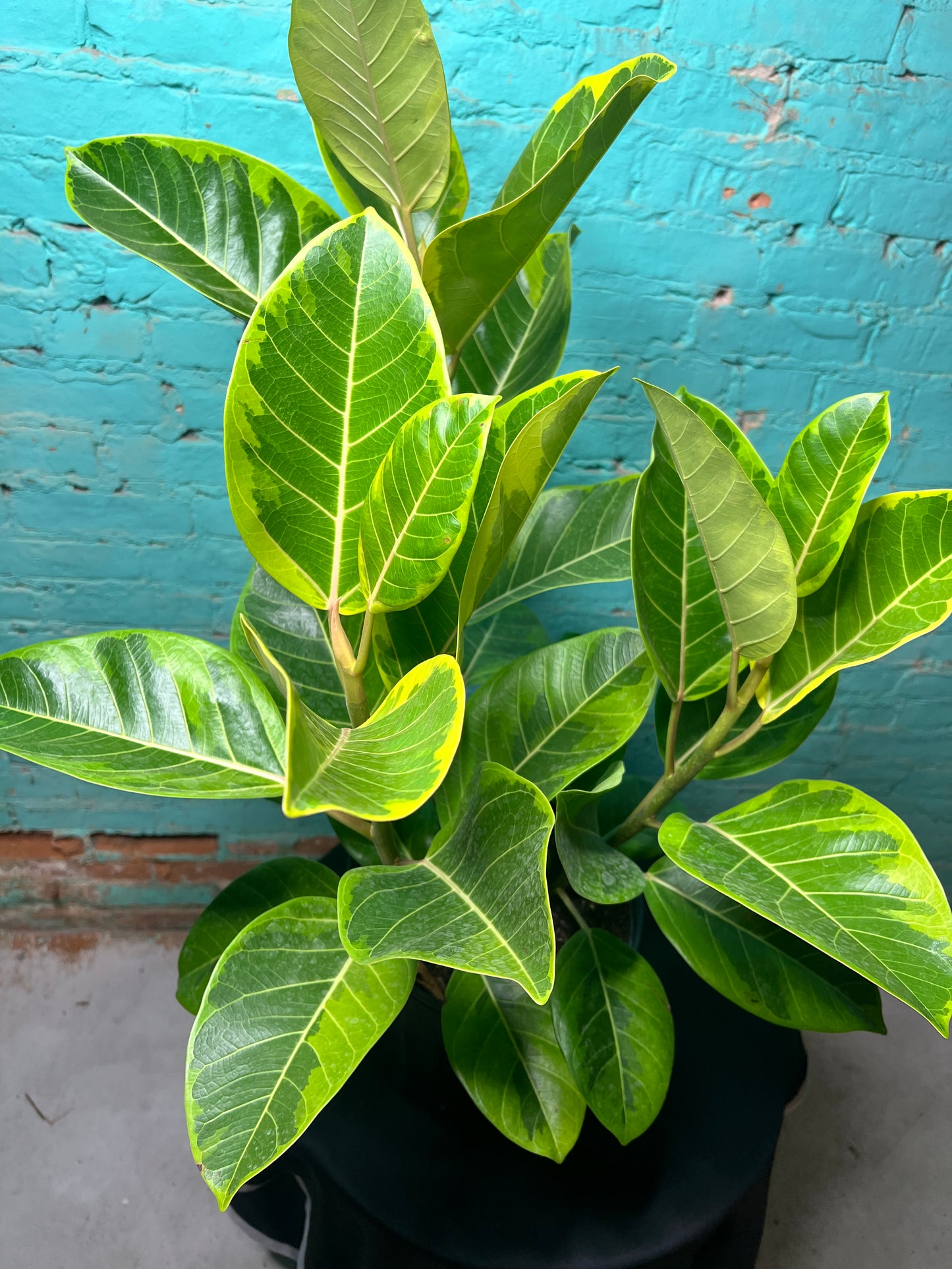 Ficus microcarpa ‘Golden Gem’ 
 10”
