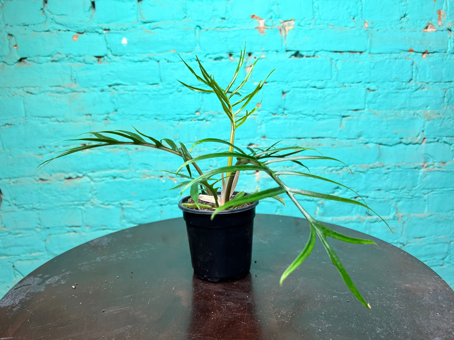 Philodendron Tortum 4”