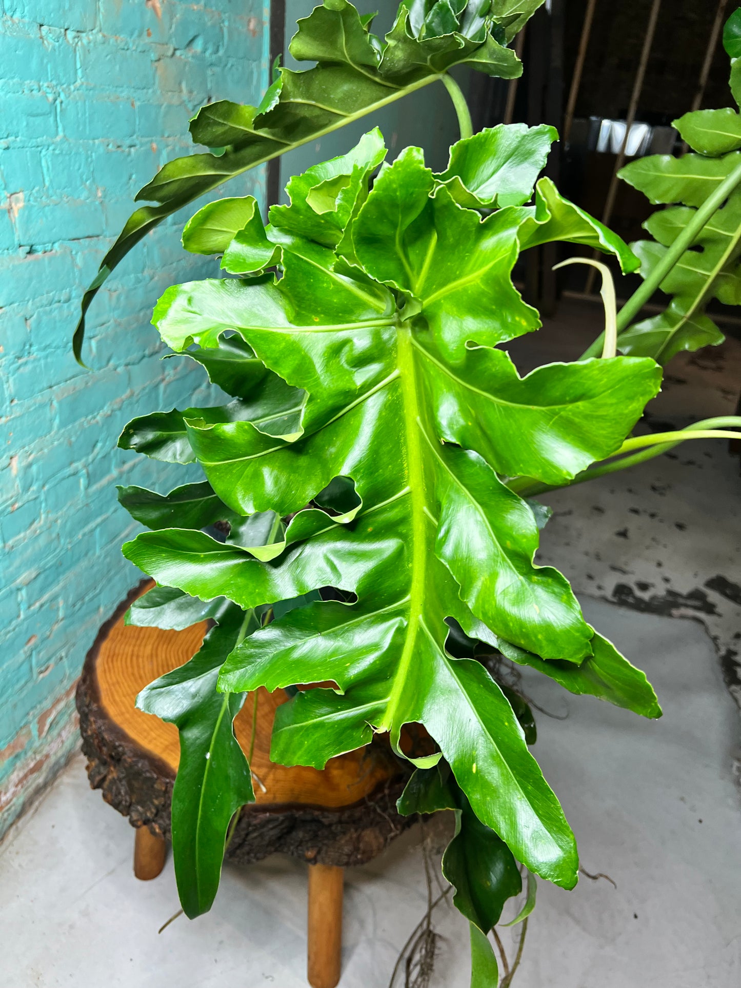 Philodendron Bob Cee 10” mature