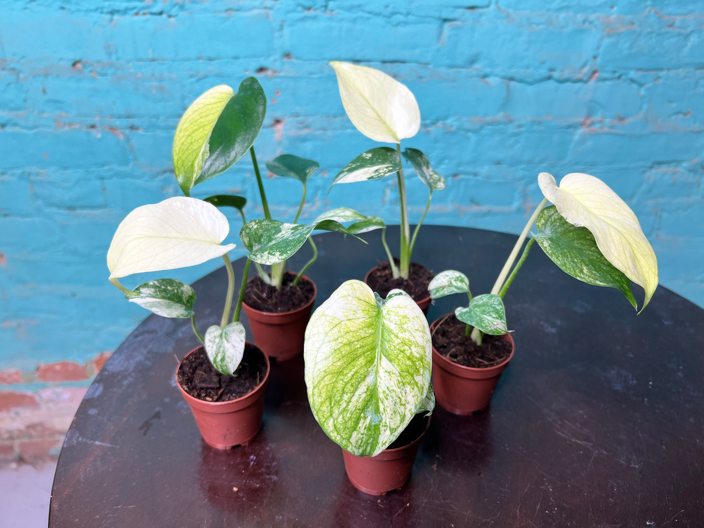 Monstera White Monster 3” (sold separately)